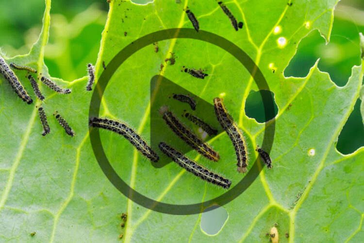 Organic Pest Control